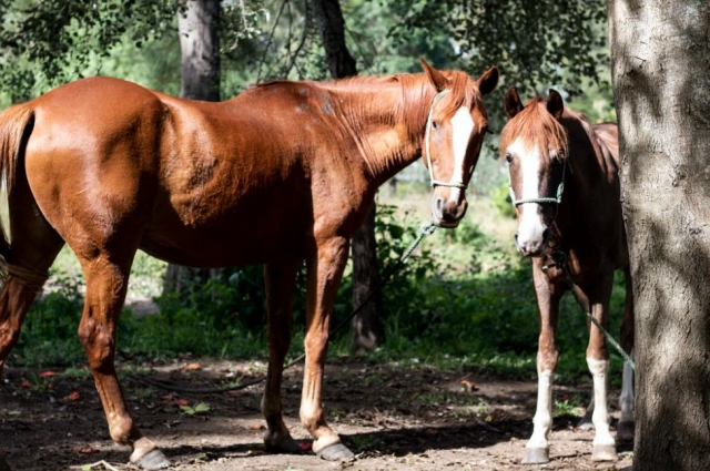  noble caballo