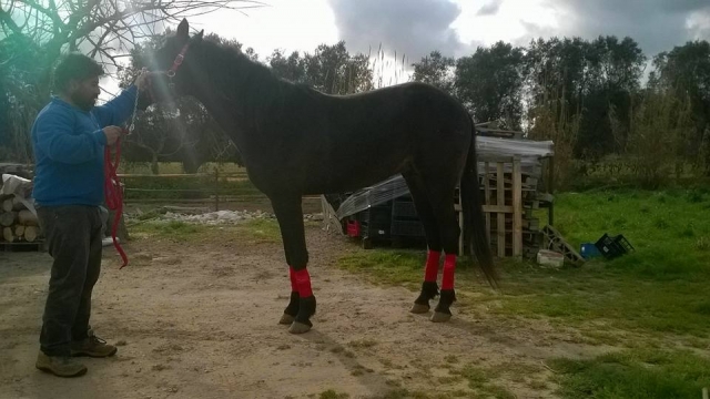  Uno de nuestros caballos