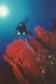 Buceo 