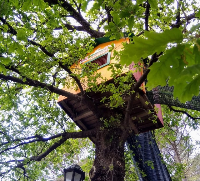  casa del árbol 
