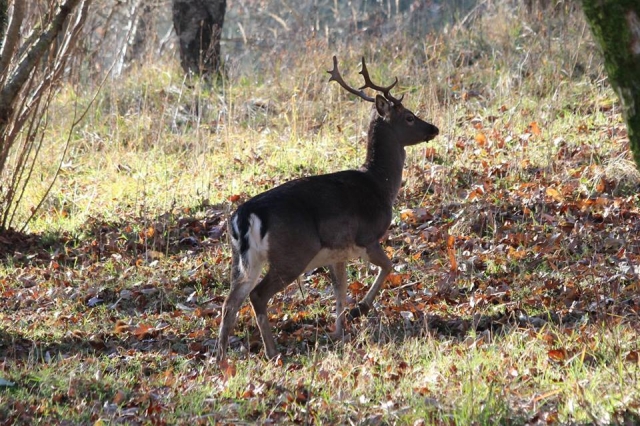  la fauna de nuestra cerro 