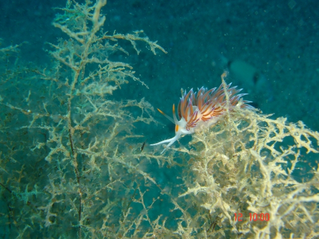  nudibranquios 