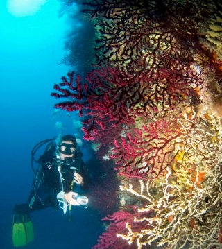 Ischia Diving