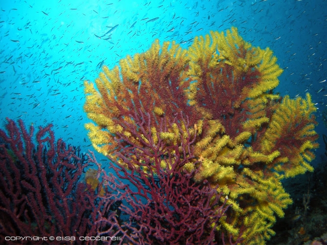  Gorgonia roja 