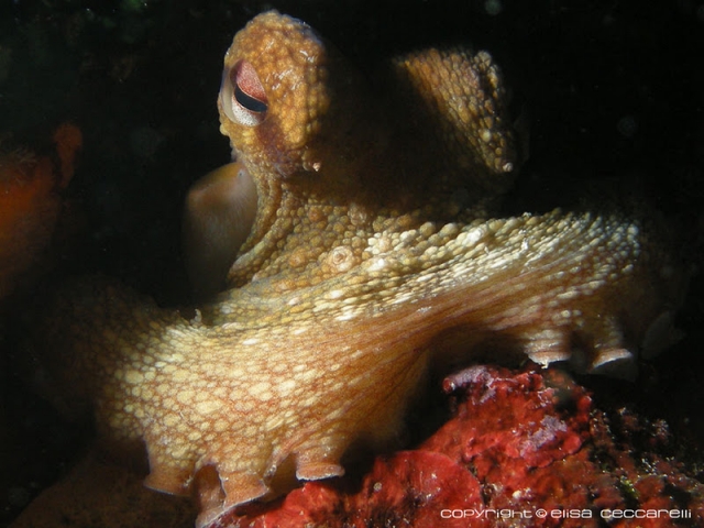  Pulpo 