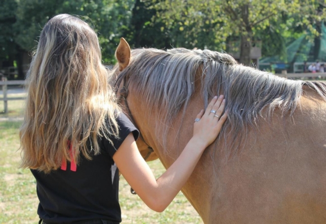  caballo 