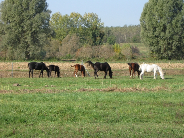  pastos 