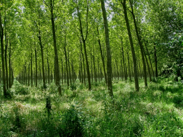  bosque 