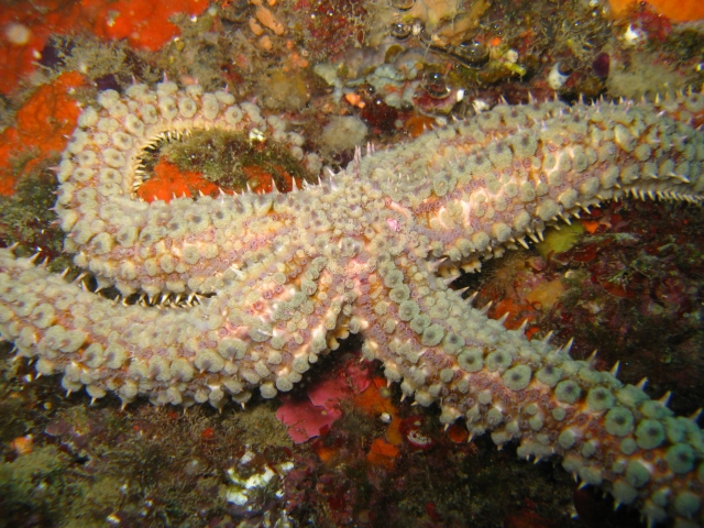  Cursos de natación en Ancona