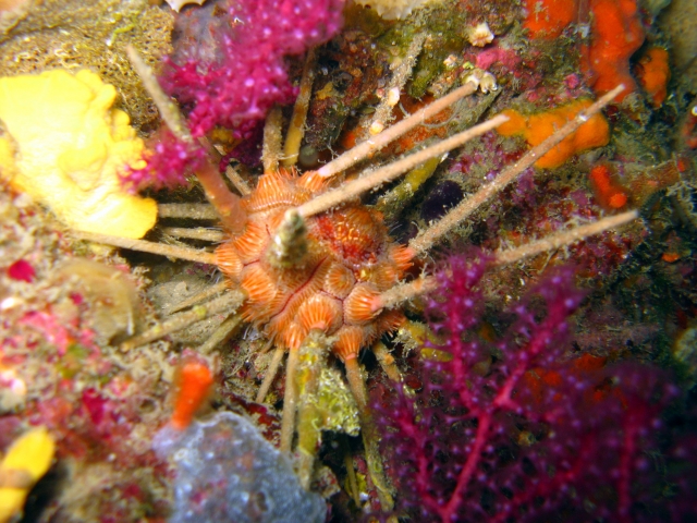  Cursos de especialización BLS 