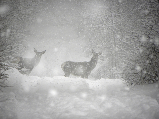 Avistamiento de ciervos 