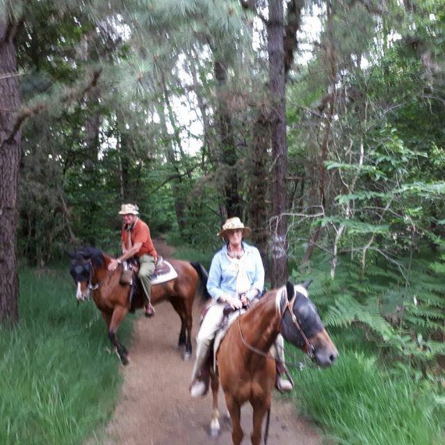  Paseo a caballo por el bosque 