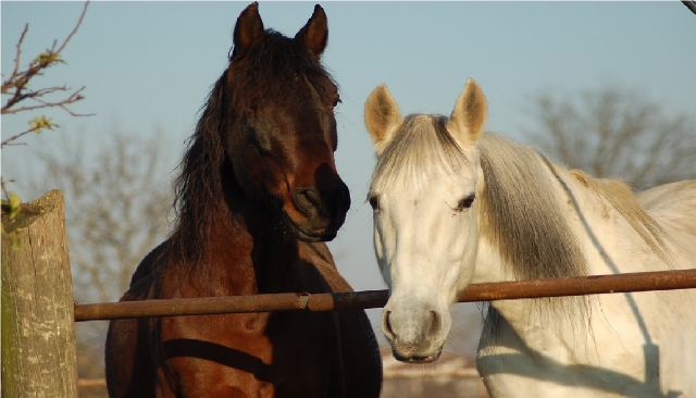caballos blancos y marrones