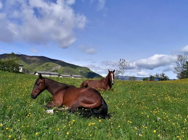 caballos tirados en la zona sestolesa