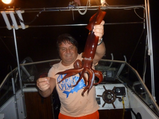  Calamar de noche 