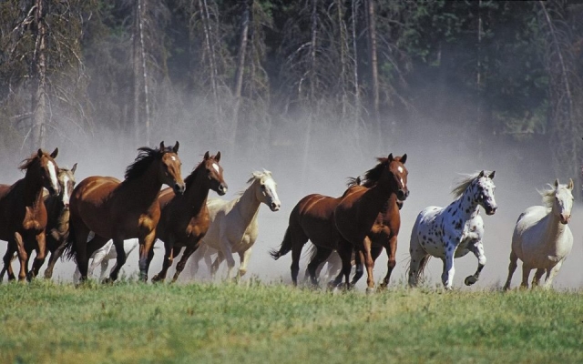 caballos 