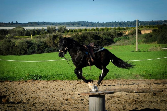  caballo 