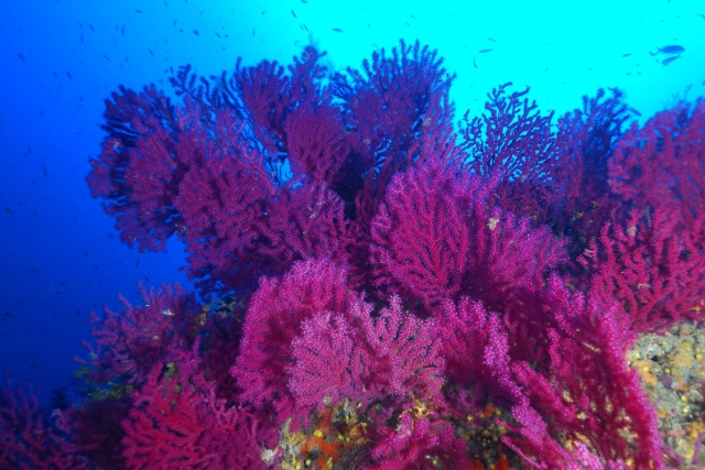  Gorgonia cercana 