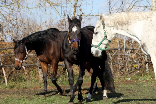  Paseo a caballo 