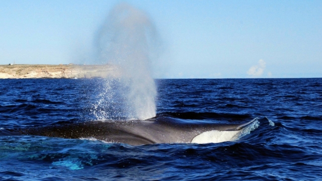  Paso de las ballenas Marzo 2011 