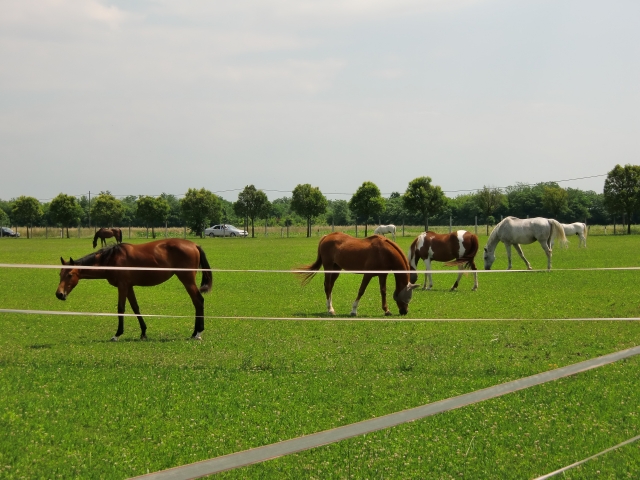  CIMG2784.JPG -99113-5 IM18