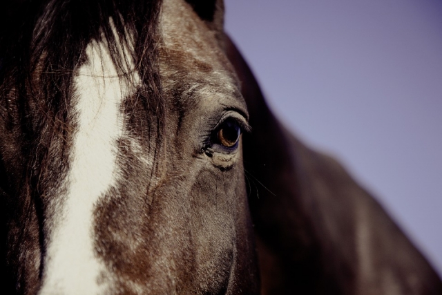 caballo