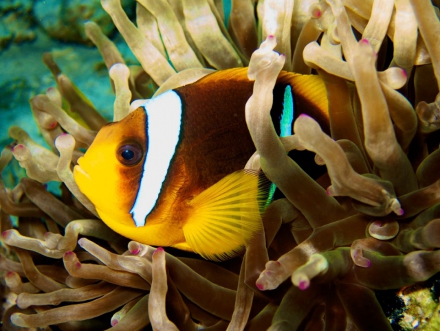 Colores especiales 
