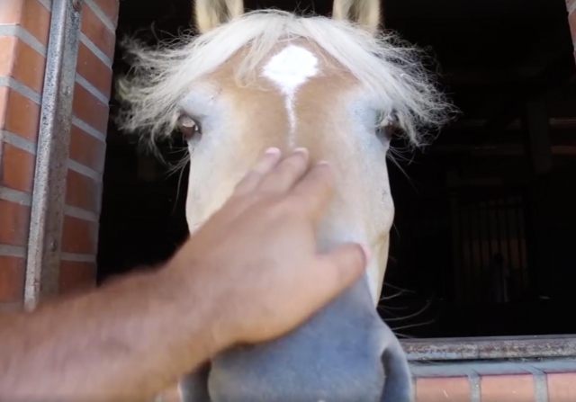  Experiencia a caballo 