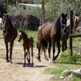  Caballos de pura raza 