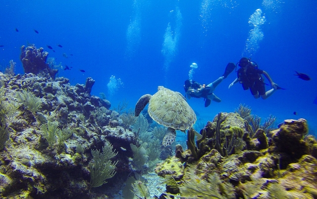Junto a las tortugas 