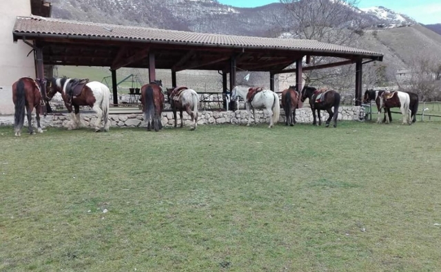  nuestros caballos están en camino 