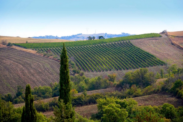  extensiones de viñedos