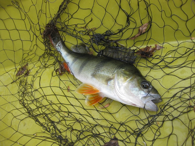  Pesca deportiva 