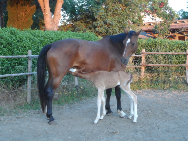Cría de caballos 