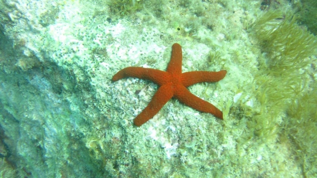  Guiados por las estrellas 