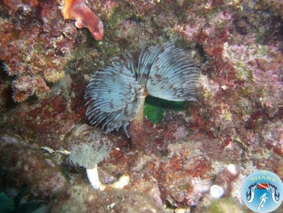  Excursiones de buceo 