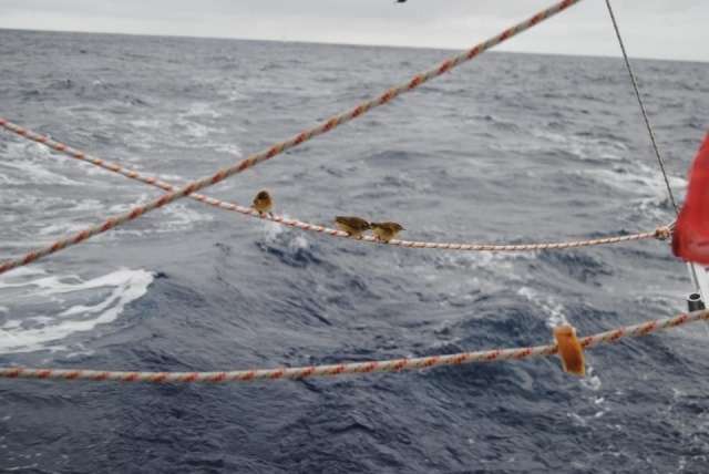  Compañeros de travesía 