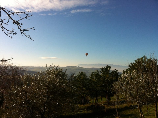  Globo y olivos