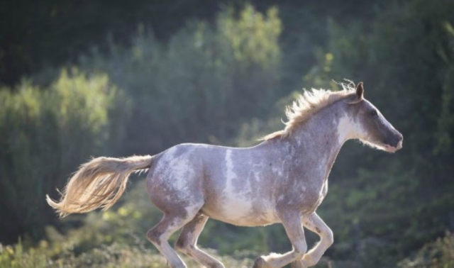  ¡Caballos maravillosos!