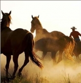  American Riding School 