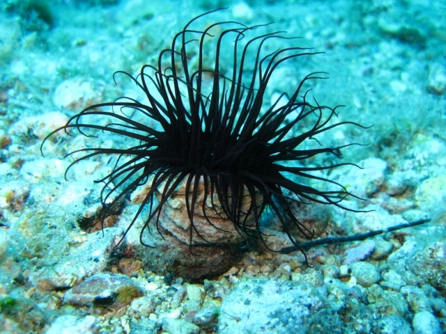  Nuestros cursos avanzados 