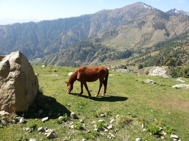  Paseo a caballo en la montaña