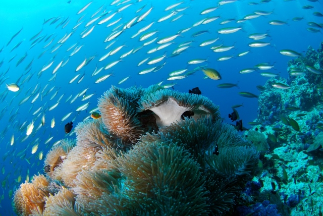  Flora y fauna del mar
