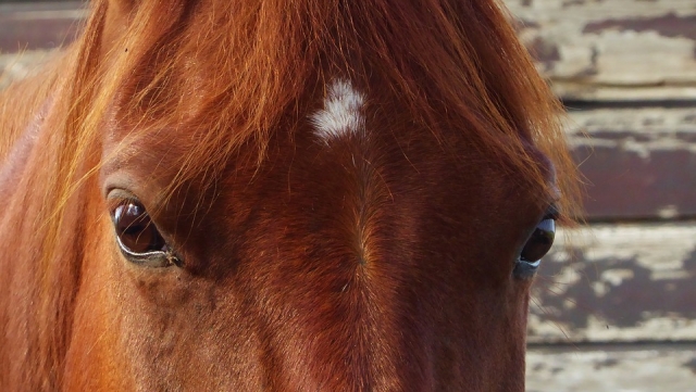  Ojos de caballo 