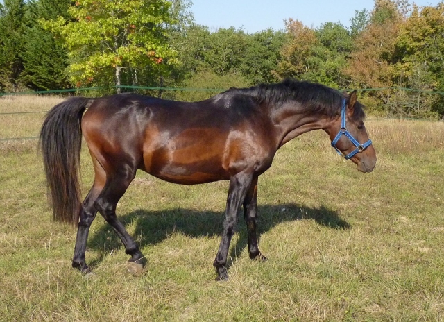  Caballo 1771005960720