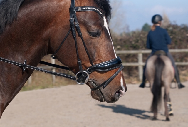  Caballo con silla 
