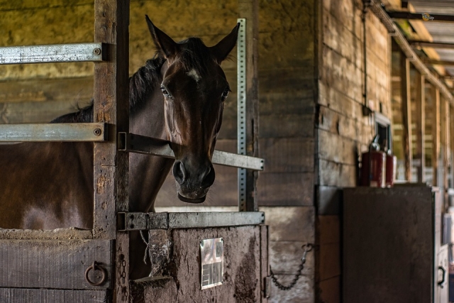  Caballo en caja 