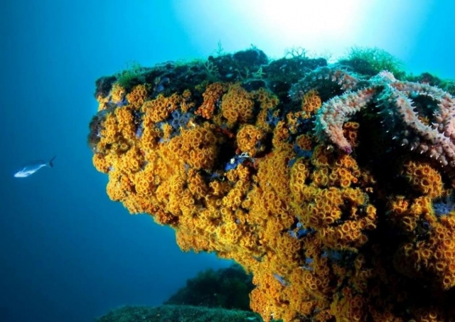  el le espera el fondo marino 