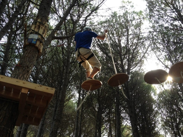  Camino entre los árboles 