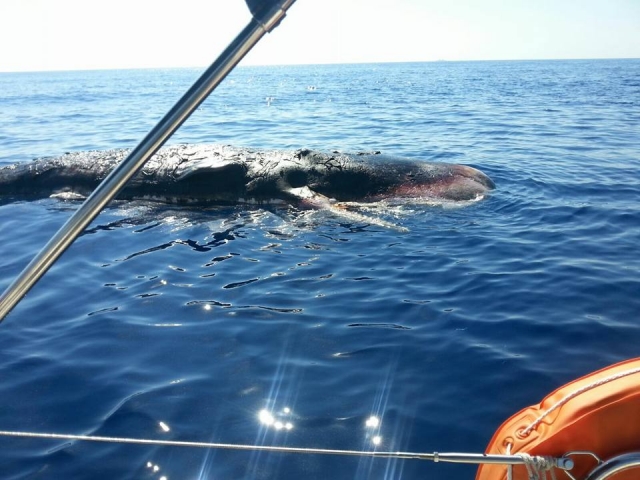  Avistamiento de ballenas 